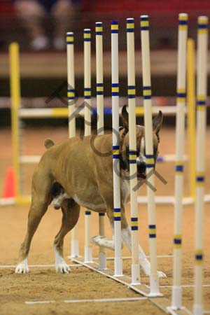_CP_7007