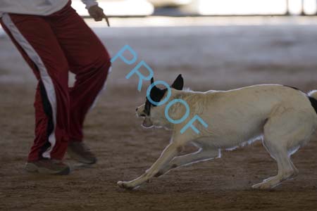 FCP_6567