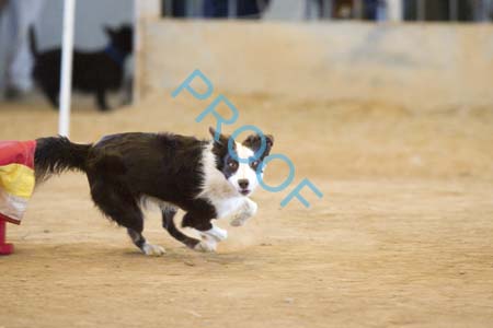 FCP_6803