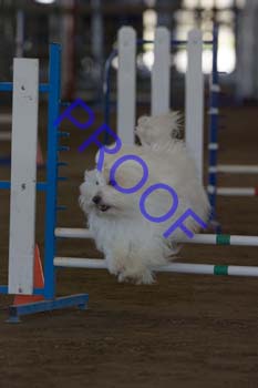 FCP_3039