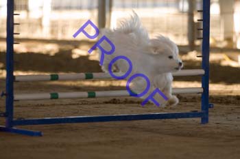 FCP_4513