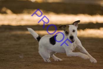 FCP_4551