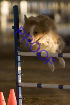 FCP_4668